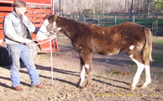 Sissy's Royal Remberance - Here is the opposite side of the yearling colt. He is marked better on the other side.