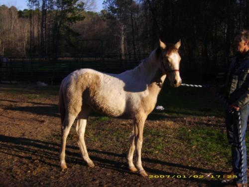 Sadie's Gay Lady - Here is the opposite side of our yearling filly. She is marked well on both sides, and is trying to get some black as well. She is going to turn into a tri-color paint.