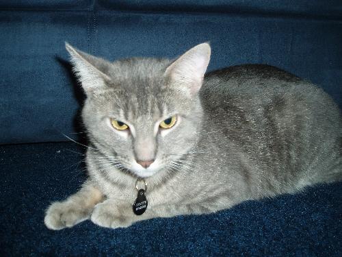 my cat - a gray cat