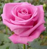 rose - lovely rose