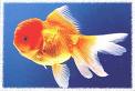 gold fish - if you are a gold fish... you will swim for whole life without even bothering for tommorow