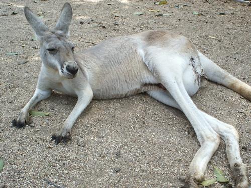 Relaxing Kangaroo - This photo was taken whilst walking through Currumbin Sanctuary on the Gold Coast. The 'roo had a joey in it's pouch, and she let us touch it.