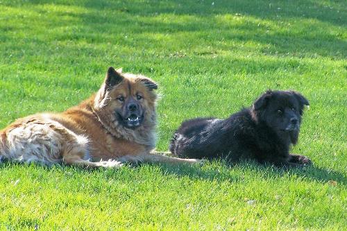 my mutts - my dogs just chillin on the lawn