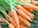 carrots - CARROTS: like it?