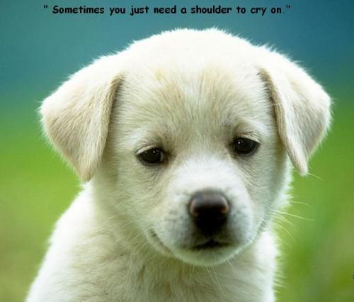 all dogs show kindness - here is a one who repays for kindness