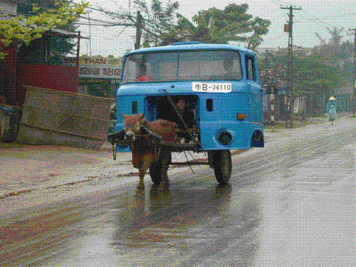 cattle thing - cattle and vehicle