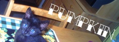 pumpkin - my youngest.