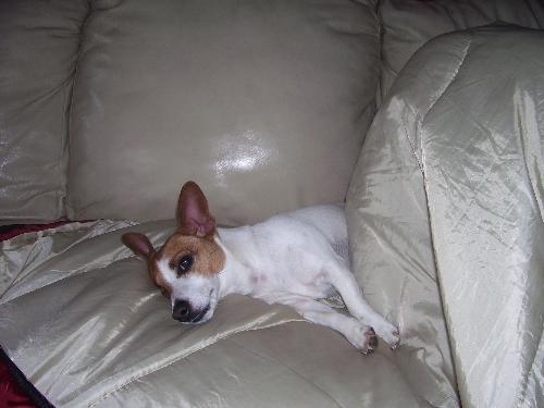 My jack russell dog - This is Chyna...our loving dog.