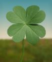 four leaf clover - lucky four leaf clover