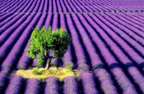Lavender Farm - Lavender growing in abundance on a lavender farm. Lavender Farm - Lavender growing in abundance on a lavender farm.