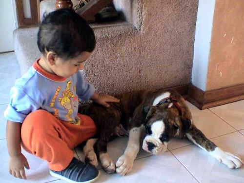 baby and puppy - toddler w boxer pup