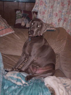 Weimaraner - My 3 year old Weimaraner, Oliver.