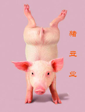 a pig - do you like the pig ,it is very likability