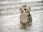 SOOO Cute - Cutest little thing
