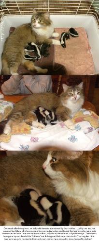 Mother Cat Looks after Baby Skinks! - Mother cat taking great care of these baby skunks. Mother Cat Looks after Baby Skinks! - Mother cat taking great care of these baby skunks.