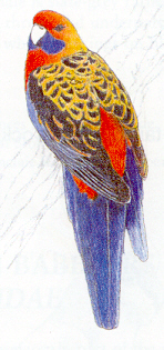 Adelaide Rosella - The adult rosella has a bright orange red colour on its head and underparts. It has a blue patch on its cheeks. The feathers on its back are black with orange edges. The wings are mainly blue with darker tips. Its rump is orange and the tail is blue. The females and males look alike