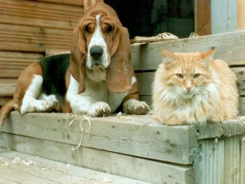 natural enemies as best friends,so all we are to b - for our books or in real scenario dogs and cats are enemies,but in this photo they are friends,my suggestion to all ,be a friends than enemies and love all as our family members make this world wonderful