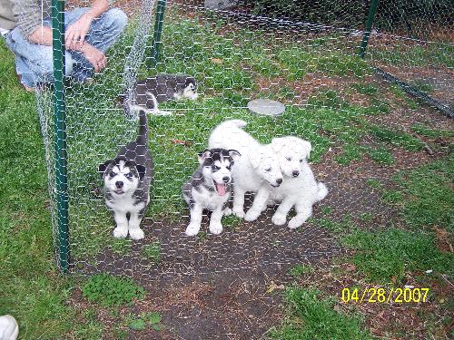 My husky puppies - This was taken right after they all got their deworming medicine. So we took them outside for a little while. Aren't they cute!