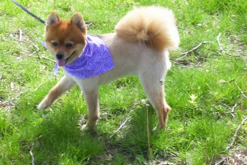 Princess - Isn&#039;t she a beauty. Pure Pomeranian just after a clip for the summer