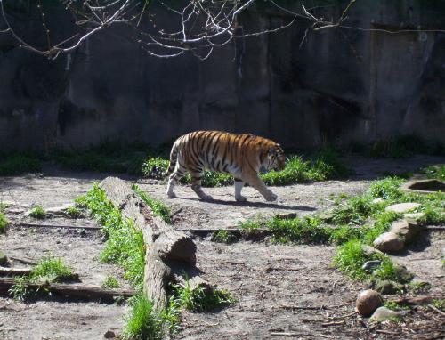 Tiger - A restless Tiger walking at the Cleveland Ohio zoo