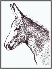 Pen and Ink Donkey - Donkey named Pete done for an animal rescue fundraiser