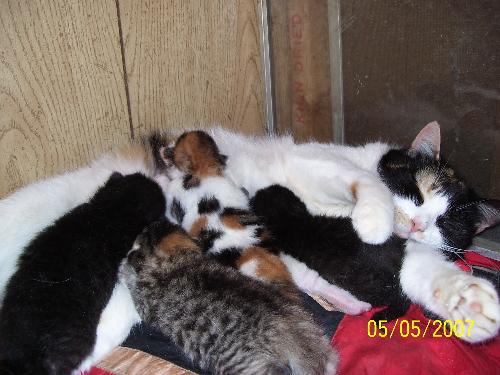 Kittens have nothing to worry about close to their - This mommy cat has been having kittens quite often..This is the first time she chose to have her babies in my basement..They are precous mixture of colors. 