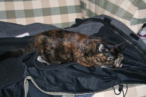 Hunny Bunny Looking Beautiful - This is my beautiful cat sitting in one of her favorite places - on someone's coat.