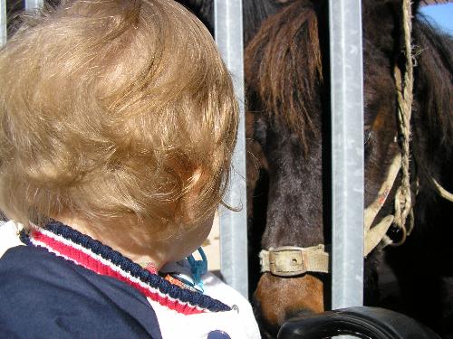 my son and a horse - he likes all animals he calls them gu-cu all of them! cats, birds, dogs, horses