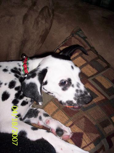 Dalmatian Puppy - My dalmatian puppy 'Mystic'. She is about 12 weeks in this picture.