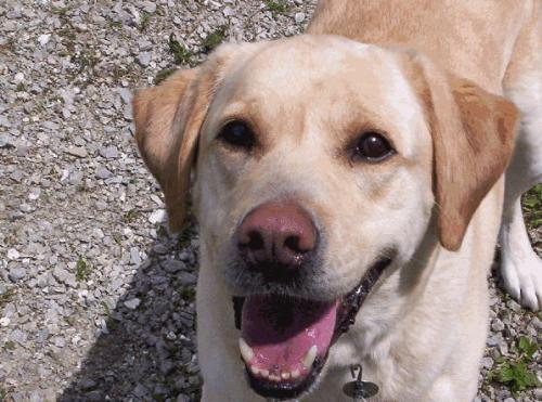 Yellow Labrador Retriever - Yellow Labrador Retriever named Macie. This photo was taken May 3, 2007. Macie is 6 years old.