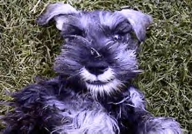 Miniature Schnauzer - This is a photo of my Miniature Schnauzer 'Scamp'. The picture was taken in 2004, when Scamp was just 8 weeks old. He was crazy about being outside in the grass, and he's still like that today.