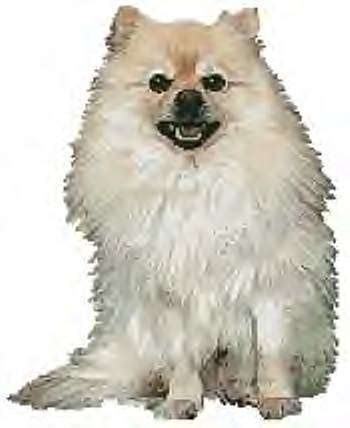 This is the Pomeranian - This is a picture of the pomeranian cross stitch pattern This is the Pomeranian - This is a picture of the pomeranian cross stitch pattern