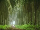 indonesia - indonesian sawit coconut field.