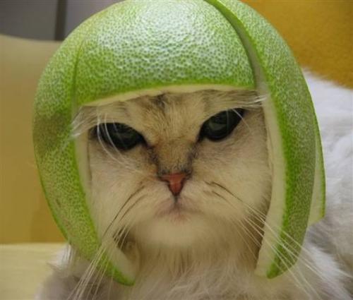 funny cat - funny