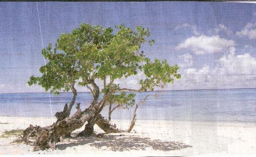 Tree - Lonely tree on beach with old root.
