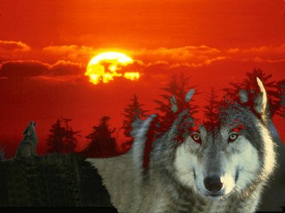 Wolf at sunset - Digital edited