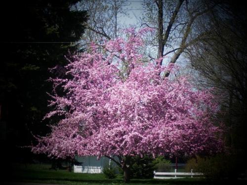 Joys of Nature - This flowering tree is across the street from my house in Michigan, USA. One of my commitments is to enjoying and preserving nature, please don&#039;t liter, respect nature, and enjoy it&#039;s beauty to it&#039;s fullest.
