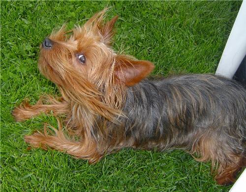 my dog - Corky My Yorkie