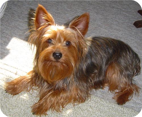 My corky - laying in the sunshine