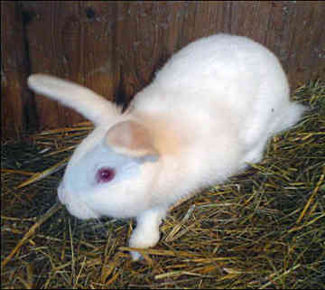 Rabbit - A snow white rabbit.