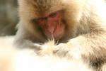 Monkey Groomer - Personal monkey groomer