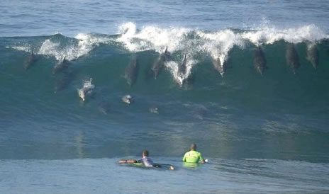 Surfers Company! - look who is coming for company to surf!