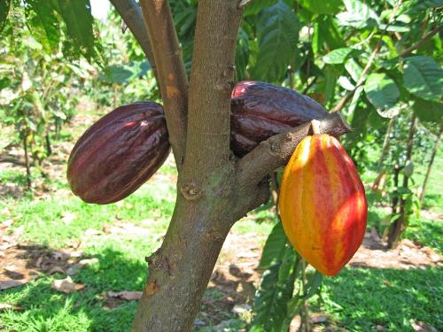 Chocolate Tree - This is a Chocolate Tree with a couple ripe fruits on it! Chocolate is one of the few fruits that will bear fruit year round. It's a cultivated tree as you can see from the grafted branch in the picture.