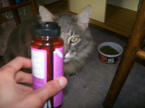 My cat and agave nectar - This is my cat Eleanor with a bottle of agave nectar, an organic sweetener that does not have the effect of regular white sugar in the body. BAsically it does not make me moody when I use it.