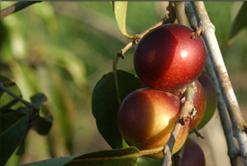 Camu Camu - Camu Camu Berry is the highest vitamin C fruit in the world that grows in the Amazon Basin. My Amazon Herb company distributed this fruit from a sustainably harvested eco-friendly farm in Peru.