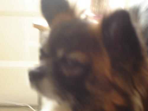 Gismo - My Friend