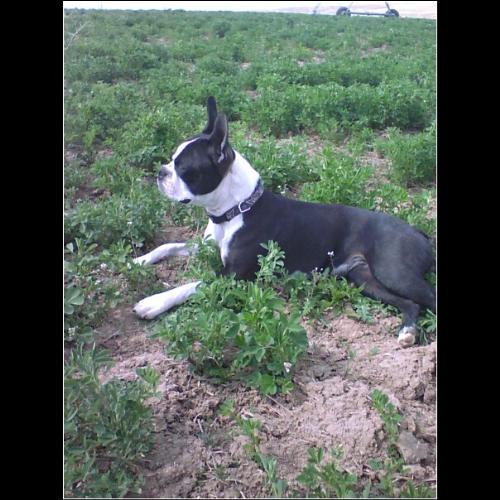 My boston - This is my pup Winnie. She was laying in our hay field and I thought it was a cute picture.