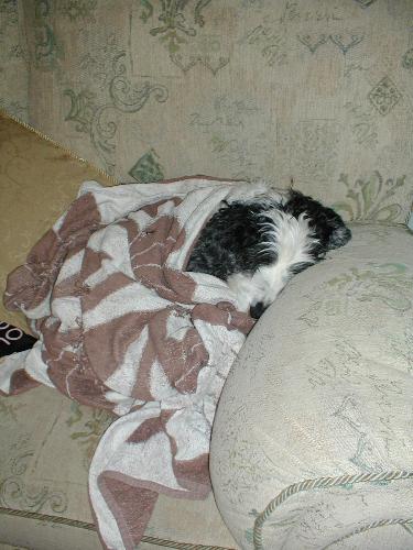 Merlin asleep after a tiring walk. - Our cocker spaniel, Merlin, is getting older and needs his comforts after a long walk. Merlin asleep after a tiring walk. - Our cocker spaniel, Merlin, is getting older and needs his comforts after a long walk.