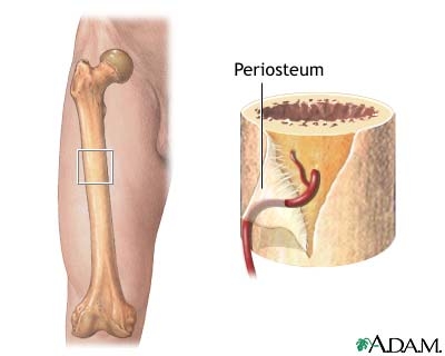 Bone - Human body bone