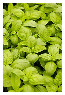 Basil - Basil plant..smelt so nice